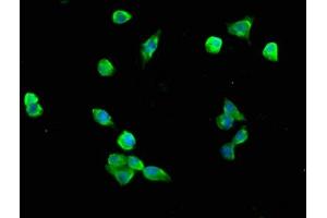 Immunofluorescence staining of SH-SY5Y cells with ABIN7161398 at 1:200, counter-stained with DAPI. (NREP antibody  (AA 1-68))
