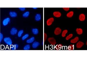 Immunofluorescence analysis of 293T cells using Monomethyl-Histone H3-K9 antibody (ABIN5969805). (Histone 3 antibody  (H3K9me))