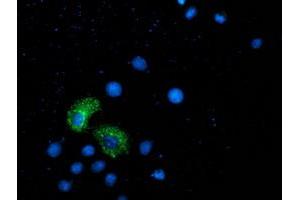 Anti-ANKRD53 mouse monoclonal antibody (ABIN2454358) immunofluorescent staining of COS7 cells transiently transfected by pCMV6-ENTRY ANKRD53 (RC206701). (ANKRD53 antibody  (AA 1-300))