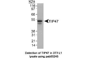 Image no. 1 for anti-Perilipin 3 (PLIN3) (AA 1-100), (N-Term) antibody (ABIN363554) (PLIN3 antibody  (N-Term))