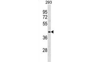 OPCML Antibody (Center) (ABIN1881594 and ABIN2838682) western blot analysis in 293 cell line lysates (35 μg/lane). (OPCML antibody  (AA 172-200))