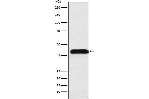 Western blot analysis of M6PR expression in A549 cell lysate.