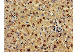 IHC image of ABIN7156033 diluted at 1:500 and staining in paraffin-embedded human liver tissue performed on a Leica BondTM system. (HIF3A antibody  (AA 516-669))