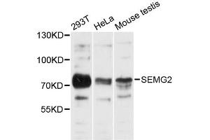 Western blot analysis of extracts of various cell lines, using SEMG2 antibody (ABIN6290952) at 1:3000 dilution. (SEMG2 antibody)