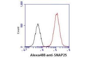 ICC/IF analysis of SNAP25 in U87MG cells line, stained with DAPI (Blue) for nucleus staining and monoclonal anti-human SNAP25 antibody (1:100) with goat anti-mouse IgG-Alexa fluor 488 conjugate (Green). (SNAP25 antibody)