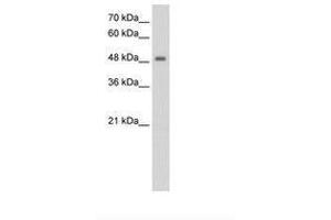 FBXL7 antibody  (AA 101-150)