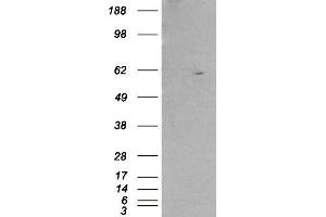 Retinoid X Receptor beta antibody  (AA 70-83)