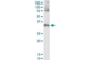 Immunoprecipitation of STK16 transfected lysate using anti-STK16 MaxPab rabbit polyclonal antibody and Protein A Magnetic Bead , and immunoblotted with STK16 purified MaxPab mouse polyclonal antibody (B01P) . (STK16 antibody  (AA 1-305))