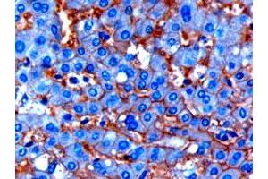 ENPP1 polyclonal antibody  (1 ug/mL) staining of paraffin embedded human liver. (ENPP1 antibody  (C-Term))