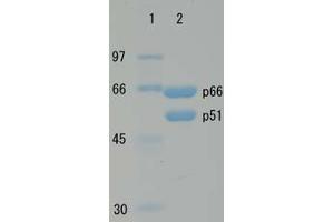 SDS-PAGE (SDS) image for HIV-1 Reverse Transcriptase (HIV1RT) (Active) protein (ABIN2452197) (HIV1RT Protein)