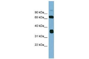 OSGEP antibody used at 1 ug/ml to detect target protein. (OSGEP antibody  (N-Term))