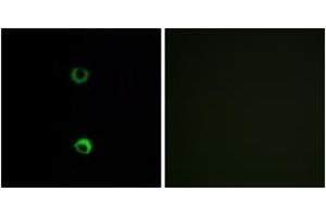 Immunofluorescence analysis of MCF7 cells, using OR3A2 Antibody.