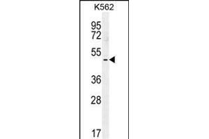 TBX6 Antibody (C-term) (ABIN655896 and ABIN2845296) western blot analysis in K562 cell line lysates (35 μg/lane). (T-Box 6 antibody  (C-Term))