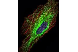 Immunofluorescence analysis of Hela cells using TUBA8 mouse mAb (green). (TUBA8 antibody)