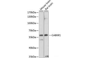 Western blot analysis of extracts of various cell lines using GABRR1 Polyclonal Antibody at dilution of 1:1000. (GABRR1 antibody)