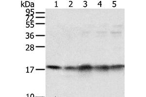 Western Blot analysis of Mouse brain and heart tissue, Jurkat, K562 and hela cell using TAF11 Polyclonal Antibody at dilution of 1:800 (TAF11 antibody)