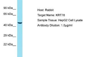 Host: Rabbit Target Name: KRT78 Sample Tissue: Human HepG2 Whole Cell Antibody Dilution: 1ug/ml (Keratin 78 antibody  (Middle Region))