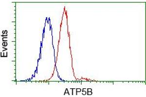 Image no. 7 for anti-ATP Synthase, H+ Transporting, Mitochondrial F1 Complex, beta Polypeptide (ATP5B) antibody (ABIN1496769) (ATP5B antibody)