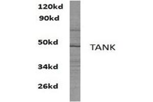 Image no. 1 for anti-TRAF Family Member-Associated NFKB Activator (TANK) antibody (ABIN272299) (TANK antibody)