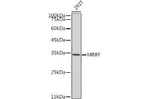 Western blot analysis of extracts of 293T cells, using MRRF antibody (ABIN7268589) at 1:1000 dilution. (MRRF antibody)