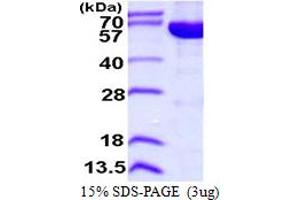 SDS-PAGE (SDS) image for IMP (Inosine 5'-Monophosphate) Dehydrogenase 2 (IMPDH2) (AA 1-514) protein (His tag) (ABIN667973)