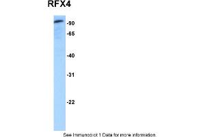 Western Blotting (WB) image for anti-Regulatory Factor X 4 (RFX4) (N-Term) antibody (ABIN183877) (RFX4 antibody  (N-Term))