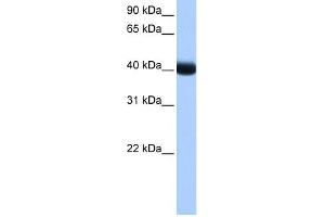 CK1 gamma 3 antibody used at 1 ug/ml to detect target protein. (CSNK1G3 antibody  (Middle Region))