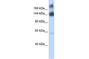 WB Suggested Anti-KTN1 Antibody Titration:  0. (KTN1 antibody  (Middle Region))