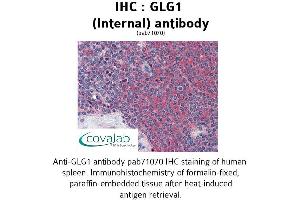 Image no. 1 for anti-Golgi Glycoprotein 1 (GLG1) (Internal Region) antibody (ABIN1734713) (GLG1 antibody  (Internal Region))