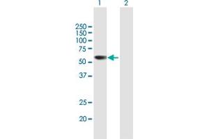 Western Blot analysis of PRAME expression in transfected 293T cell line by PRAME MaxPab polyclonal antibody. (PRAME antibody  (AA 1-509))