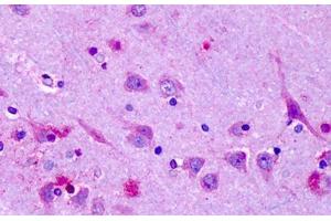 Anti-OR6N1 antibody IHC staining of human brain, cortex, neurons. (OR6N1 antibody  (Extracellular Domain))