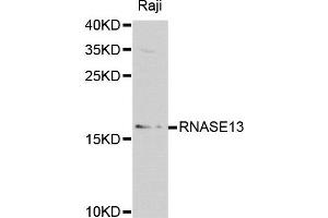 Western blot analysis of extracts of Raji cell lines, using RNASE13 antibody. (RNASE13 antibody)
