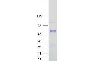 Validation with Western Blot (PCOLCE Protein (Myc-DYKDDDDK Tag))
