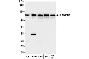 Western Blotting (WB) image for anti-La Ribonucleoprotein Domain Family, Member 4B (LARP4B) (AA 600-650) antibody (ABIN7450405) (LARP4B antibody  (AA 600-650))