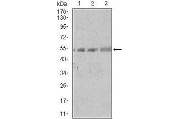 SPIB antibody  (AA 200-252)
