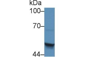 Western blot analysis of Human HepG2 cell lysate, using Mouse SCCA2 Antibody (5 µg/ml) and HRP-conjugated Goat Anti-Rabbit antibody ( (SERPINB4 antibody  (AA 60-222))