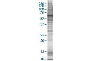 GKN1 transfected lysate (GKN1 HEK293 Cell Transient Overexpression Lysate(Non-Denatured))