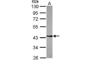 WB Image Sample (30 ug of whole cell lysate) A: NIH-3T3 10% SDS PAGE antibody diluted at 1:3000 (Nanog antibody)