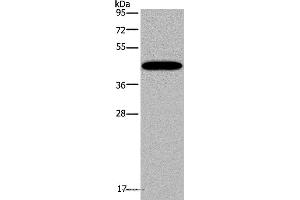 Western blot analysis of Mouse lung tissue, using KCNK13 Polyclonal Antibody at dilution of 1:200 (KCNK13 antibody)