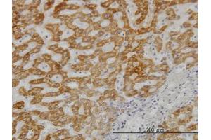 Image no. 3 for anti-Ubiquitin-Conjugating Enzyme E2G 2 (UBE2G2) (AA 1-88) antibody (ABIN598999) (UBE2G2 antibody  (AA 1-88))