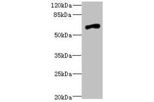 Western blot All lanes: NRXN3 antibody at 2. (Neurexin 3 antibody  (AA 1584-1643))