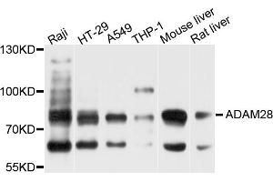Western blot analysis of extracts of various cell lines, using ADAM28 antibody. (ADAM28 antibody)