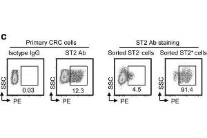 IL-33/ST2 upregulates COX2 expression through NF-κB signaling. (IL1RL1 antibody  (AA 11-110))