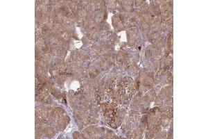 Immunohistochemical staining of human pancreas with TXLNA polyclonal antibody  shows moderate cytoplasmic positivity in exocrine glandular cells and strong cytoplasmic positivity in islets of Langerhans at 1:500-1:1000 dilution. (alpha Taxilin antibody)