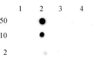 Histone H2BK5me1 (pAb) tested by dot blot analysis. (Histone H2B antibody  (meLys5))