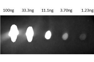Dot Blot of Anti-Mouse IgG Antibody CY 5. (Goat anti-Mouse IgG Antibody (Cy5.5) - Preadsorbed)