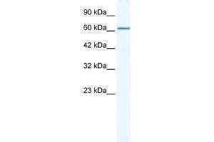 WB Suggested Anti-MCM5 Antibody Titration:  2. (MCM5 antibody  (N-Term))