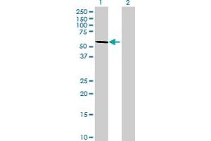 Western Blot analysis of WDR37 expression in transfected 293T cell line by WDR37 MaxPab polyclonal antibody.