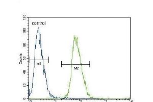 ADH4 Antibody (C-term) (ABIN654087 and ABIN2843975) flow cytometric analysis of 293 cells (right histogram) compared to a negative control cell (left histogram). (ADH4 antibody  (C-Term))