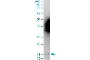 MGST2 MaxPab rabbit polyclonal antibody. (MGST2 antibody  (AA 1-147))